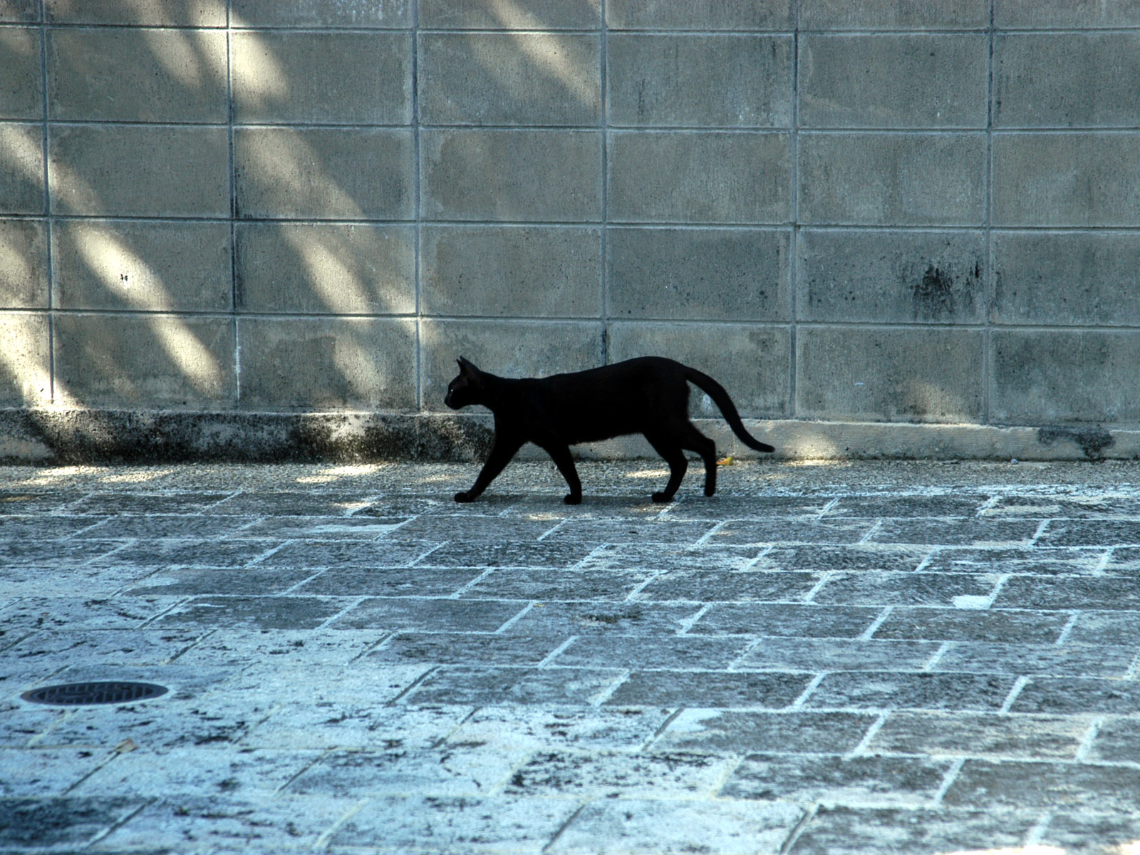 画像 ねこ ネコ 猫 可愛いニャンコ壁紙 Naver まとめ